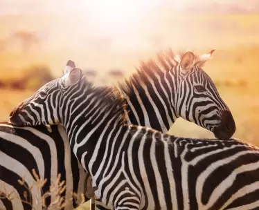 South Africa Tours