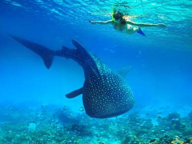 Dive with whale sharks