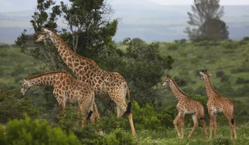 KARIEGA MAIN LODGE -GIRAFFE