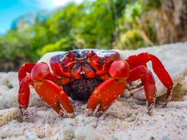 Christmas Island