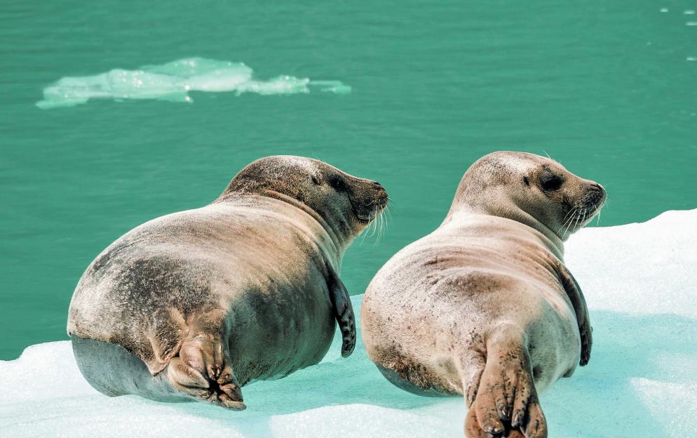 Wrangell, Alaska - Seals_2022-05-25_10-52-01.jpg