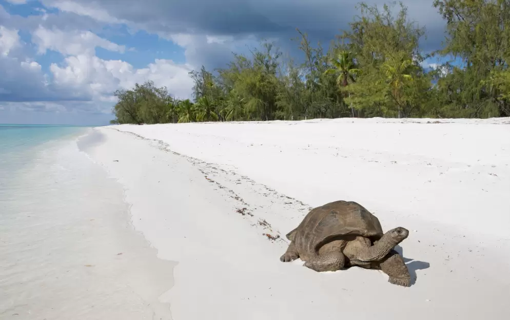 Aldabra Atoll - Aldabra-Atoll-Seychelles_49.jpg