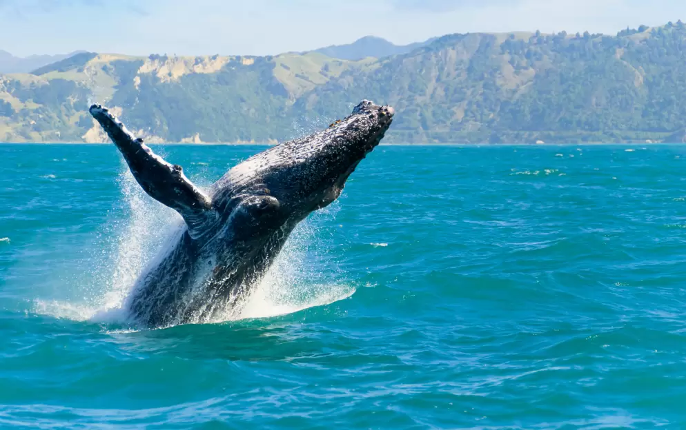 Kaikoura - Kaikoura-New-Zealand_952.jpg