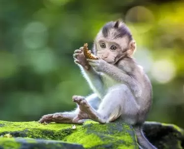 Bali & Beyond
