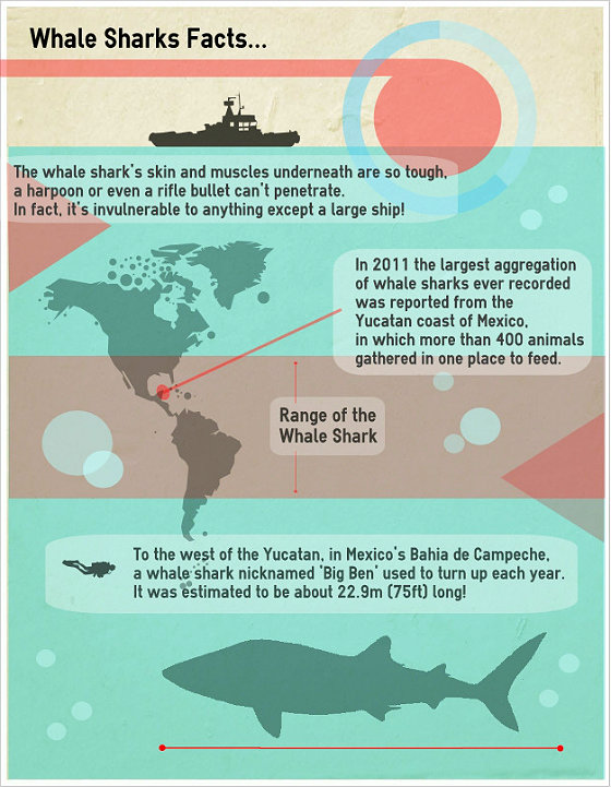The Yucatan Whale Sharks