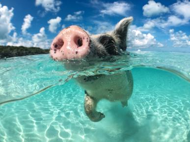 Swim with pigs